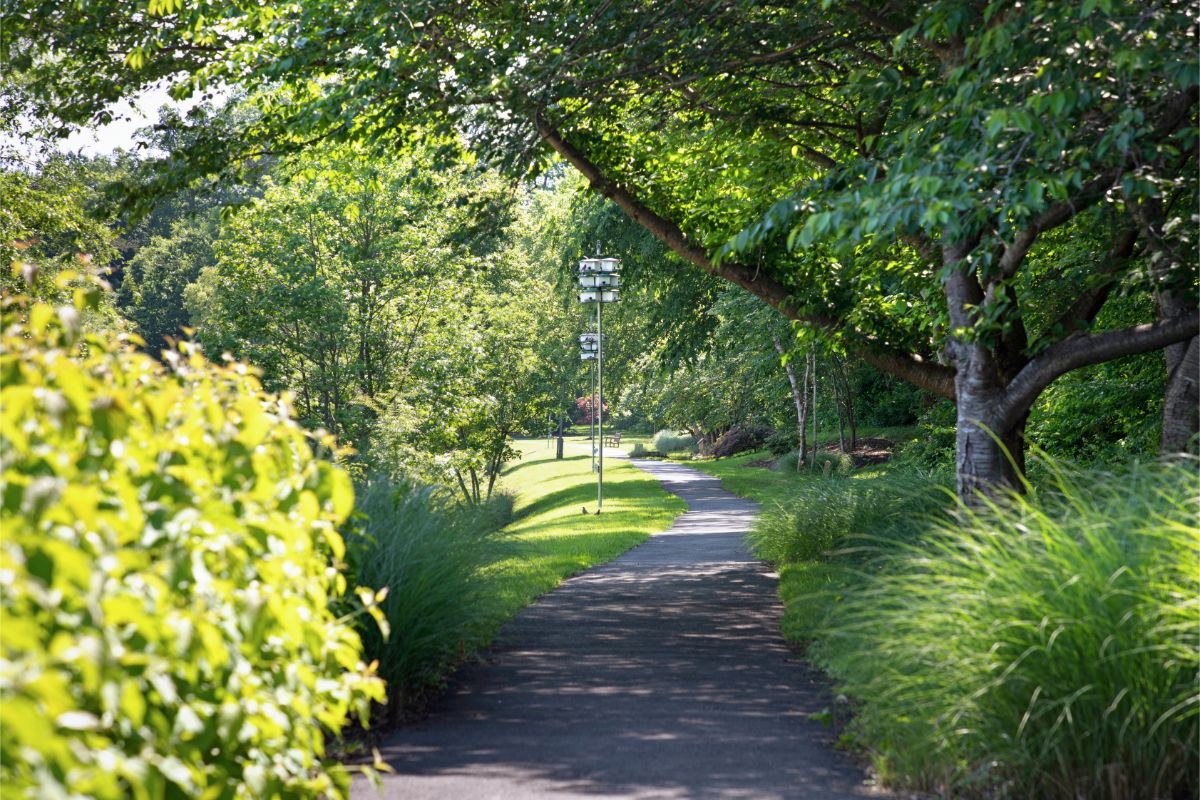 A serene pathway surrounded by lush greenery and trees, with sunlight filtering through the leaves.