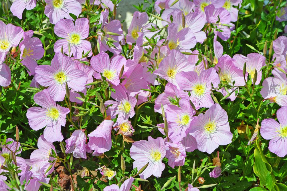 A cluster of pink flowers in full bloom surrounded by lush green foliage.