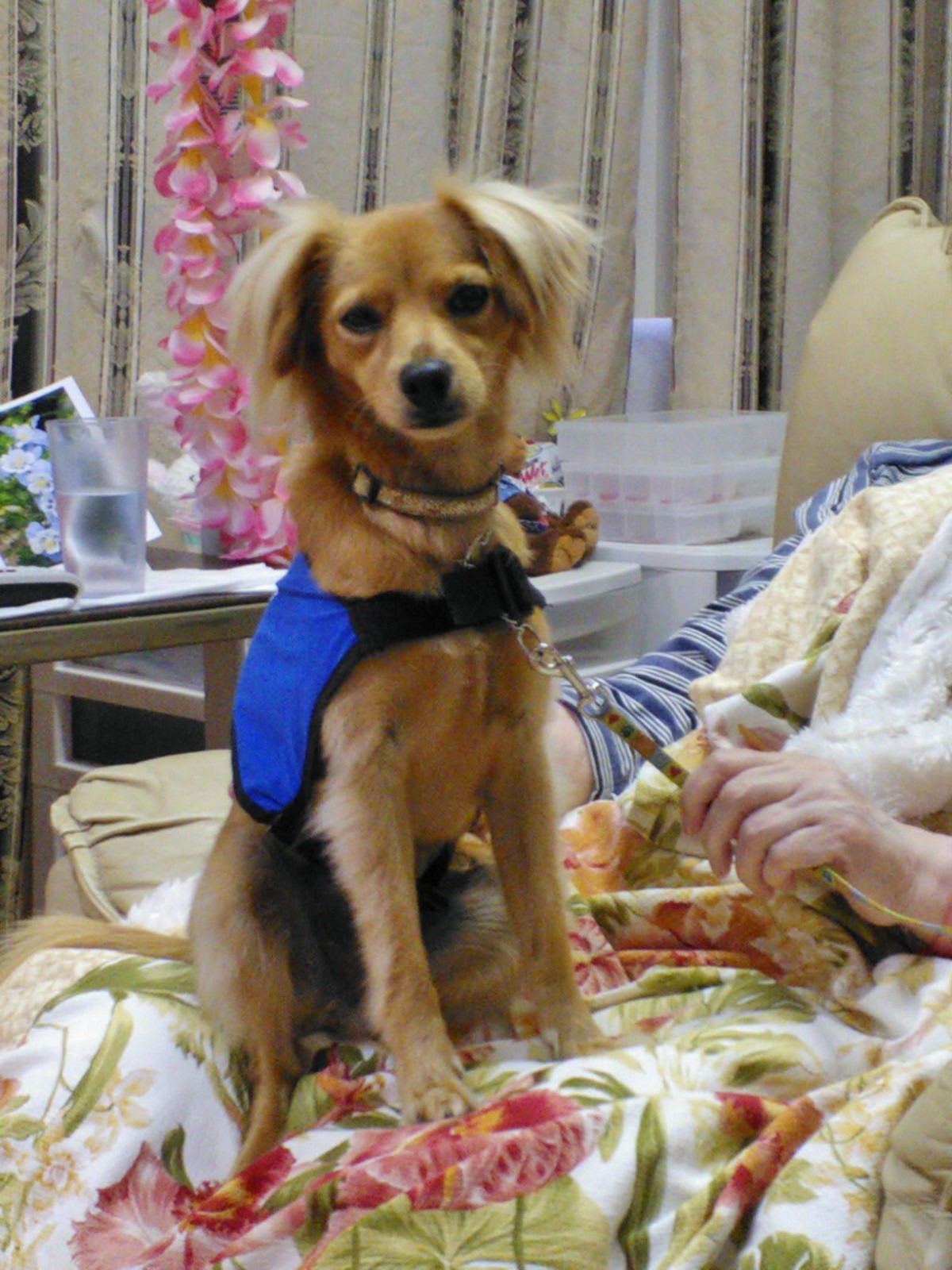A small dog in a blue harness sitting on a bed next to a person indoors.