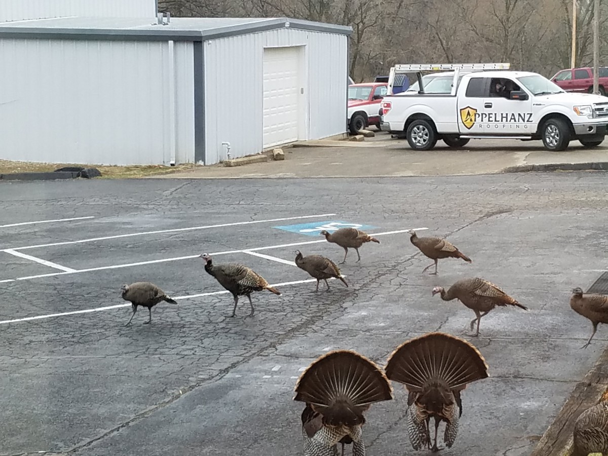 A group of wild turkeys walking across a parking lot near some buildings and vehicles.