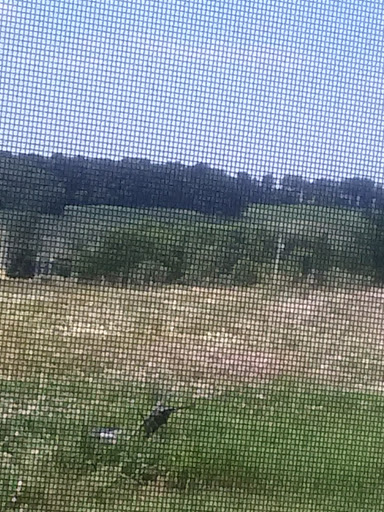 A peaceful view of the countryside, showcasing a green field bordered by trees on a sunny day.