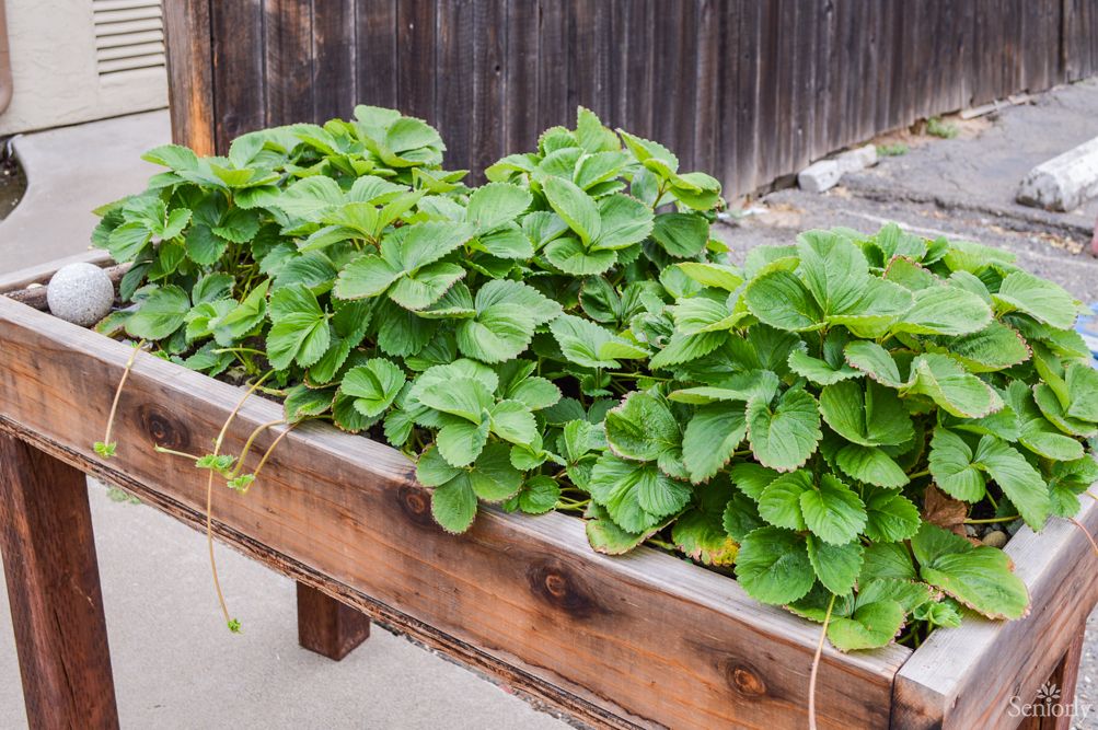 A lush raised garden bed filled with thriving green plants.