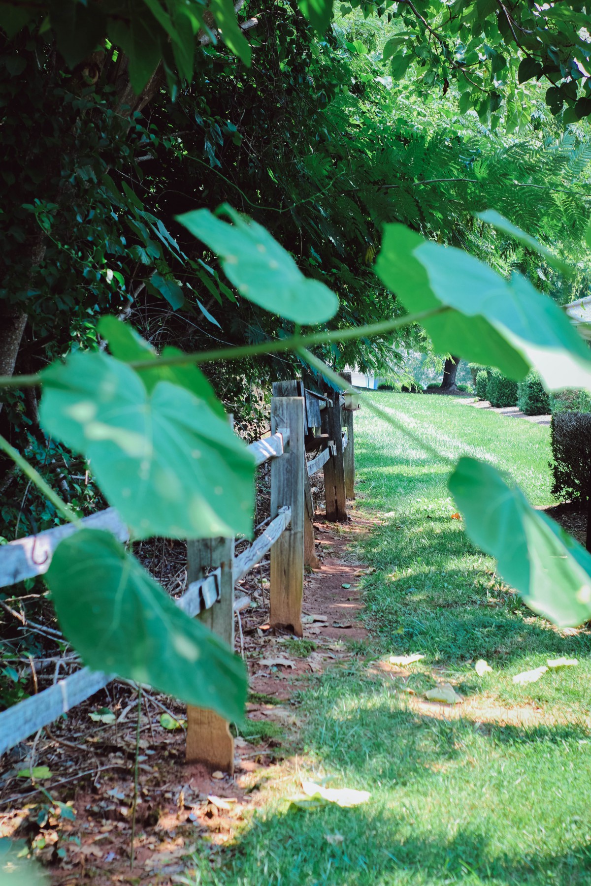 A lush outdoor scene with a wooden fence lined by green foliage.