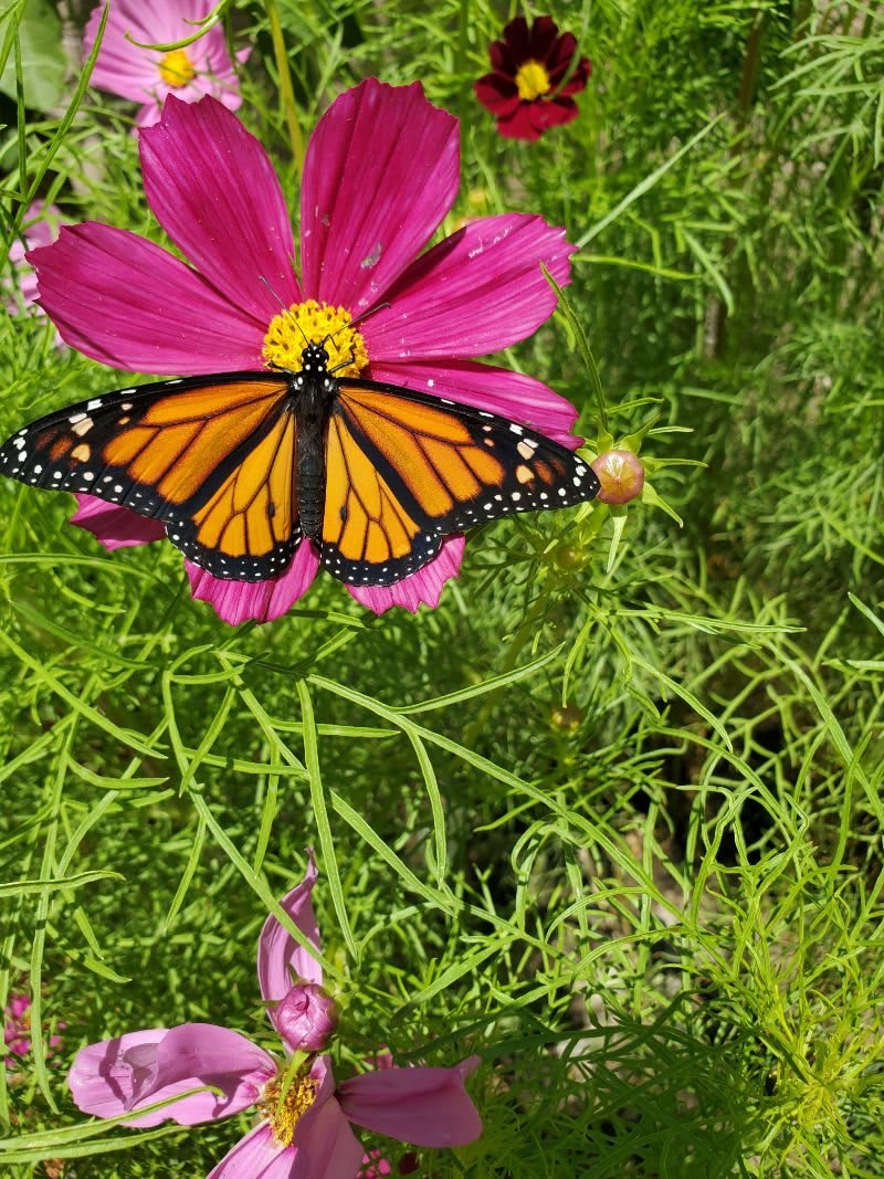 A vibrant monarch butterfly perched on a pink flower amidst lush green foliage.