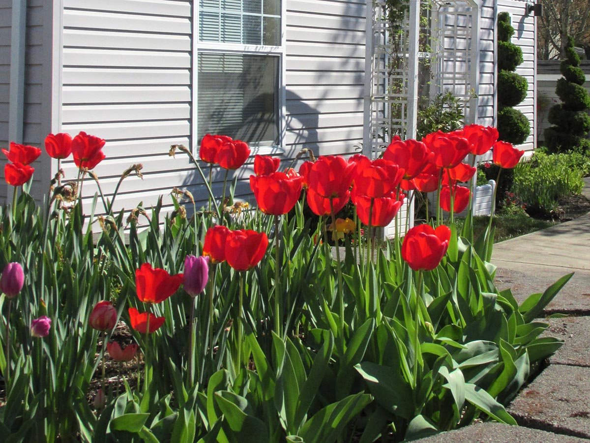 A vibrant garden bed filled with red tulips in full bloom alongside a house.