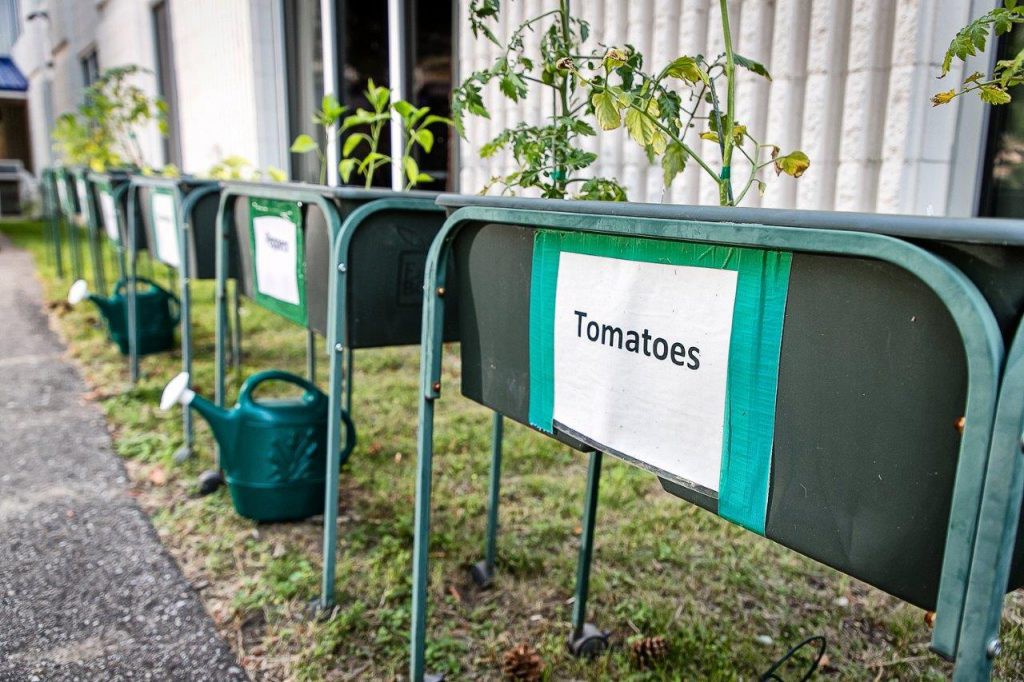 Tomato plants growing in labeled raised garden beds outdoors.