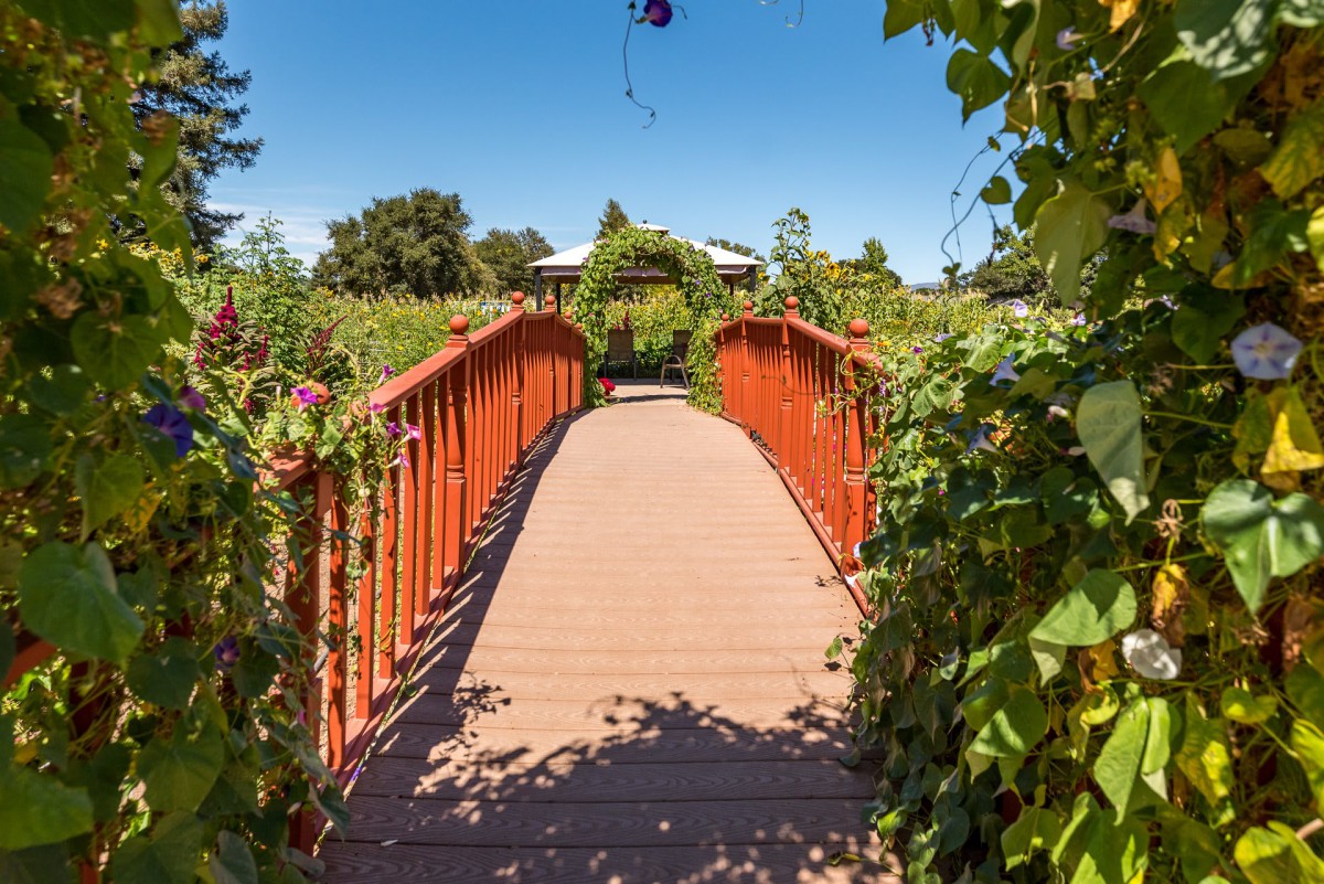 A wooden bridge surrounded by lush greenery in a garden setting.