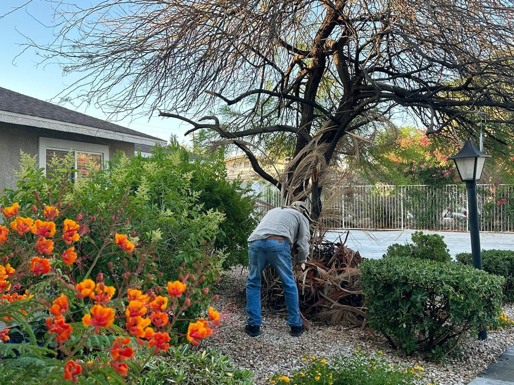 A person tending to a garden with vibrant flowers and a large tree.