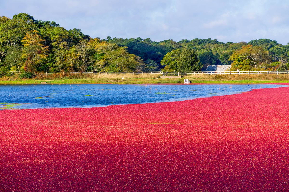 A vibrant cranberry field during harvest season with a backdrop of trees and a clear blue sky.