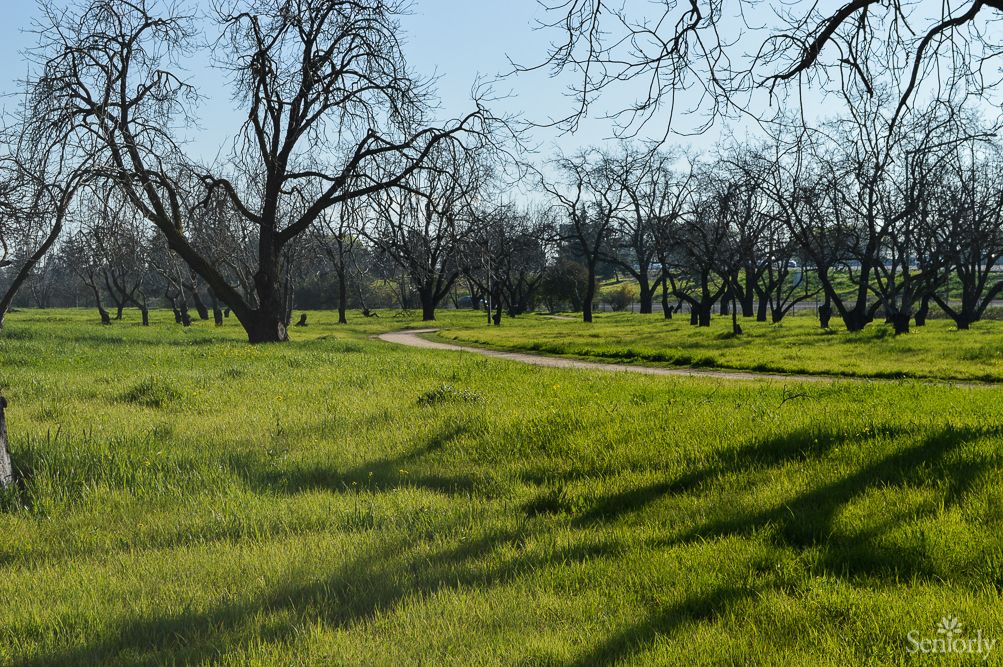 A serene landscape with a winding pathway through a grove of trees and lush green grass under the sunlight.