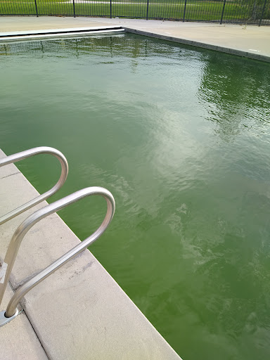 A swimming pool with green, algae-filled water.