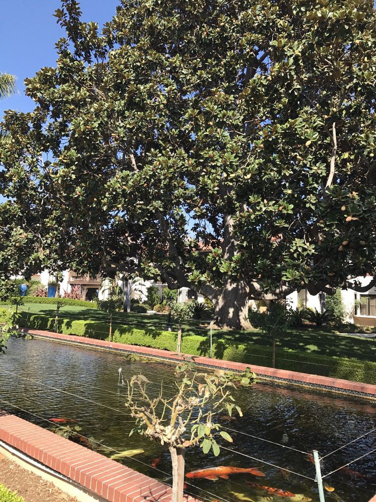 A tranquil park scene featuring a large tree by a pond.
