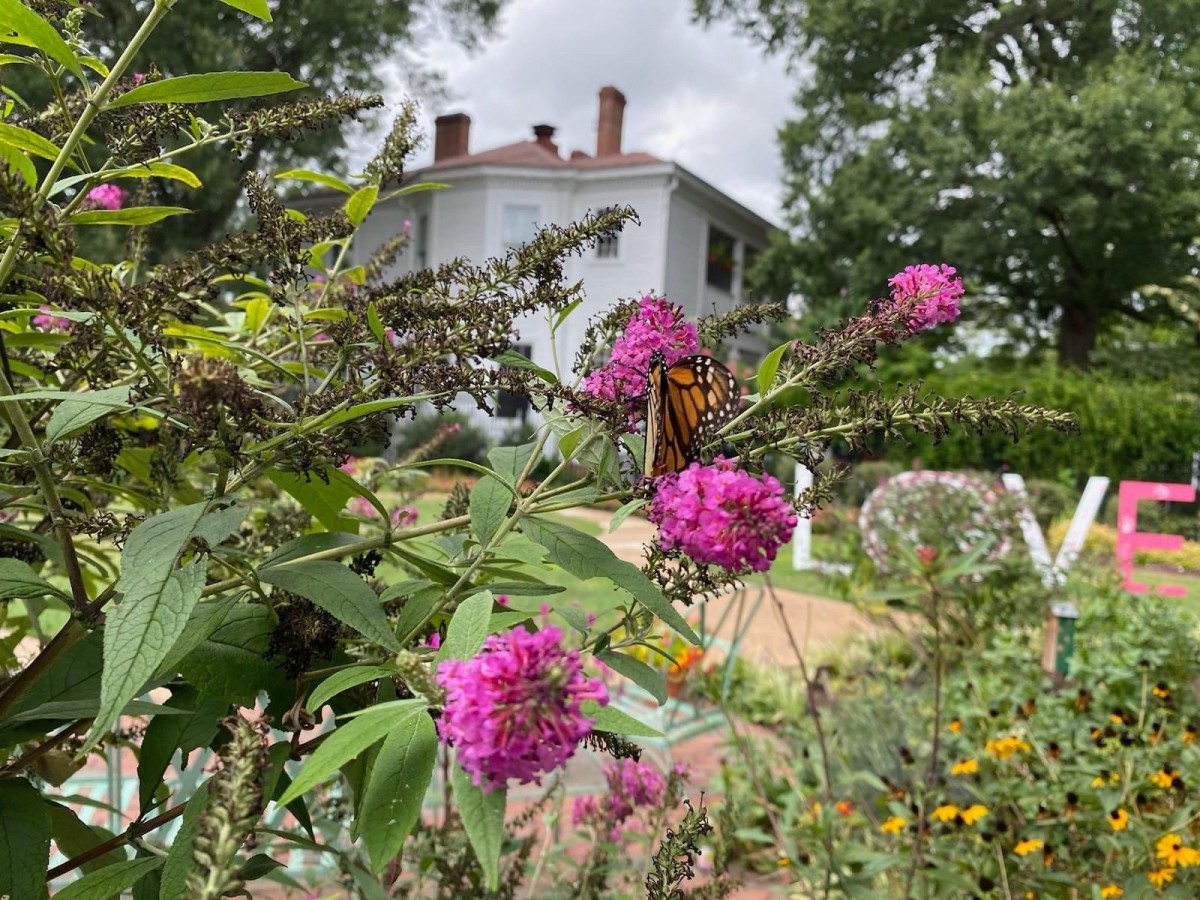 A vibrant butterfly perched on colorful flowers in a garden with a house in the background.