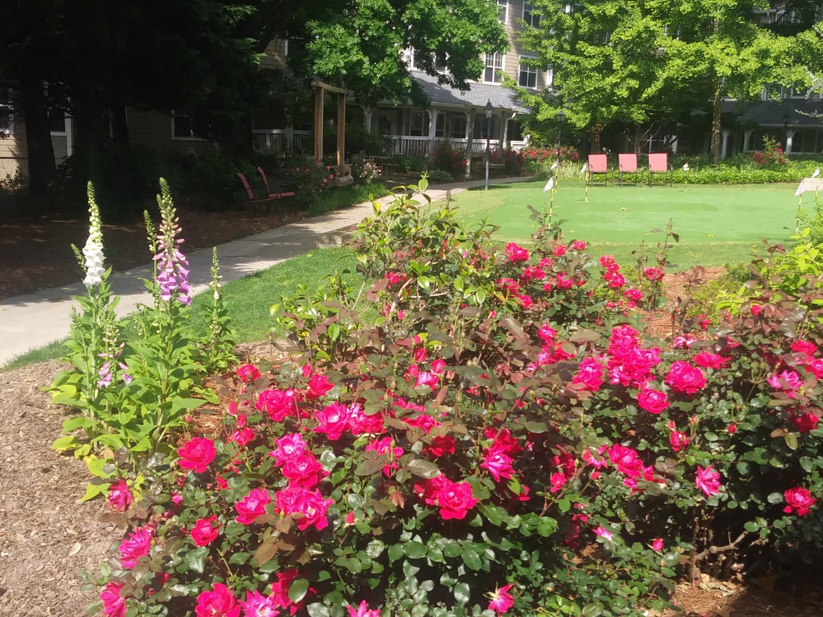 A vibrant garden with blooming pink roses and lush greenery.