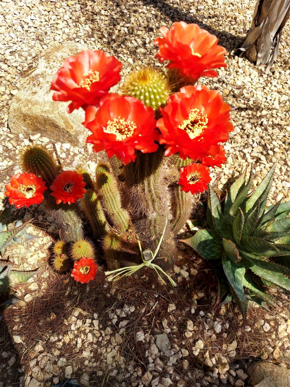 A vibrant cactus with striking red blooms in a desert garden.