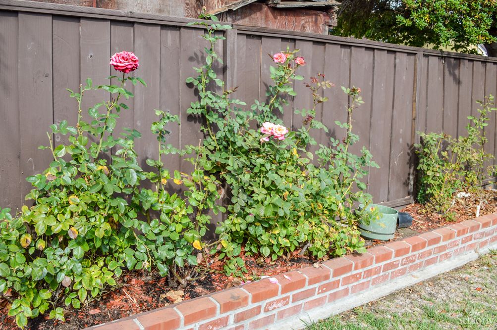 A garden with blooming roses next to a wooden fence.