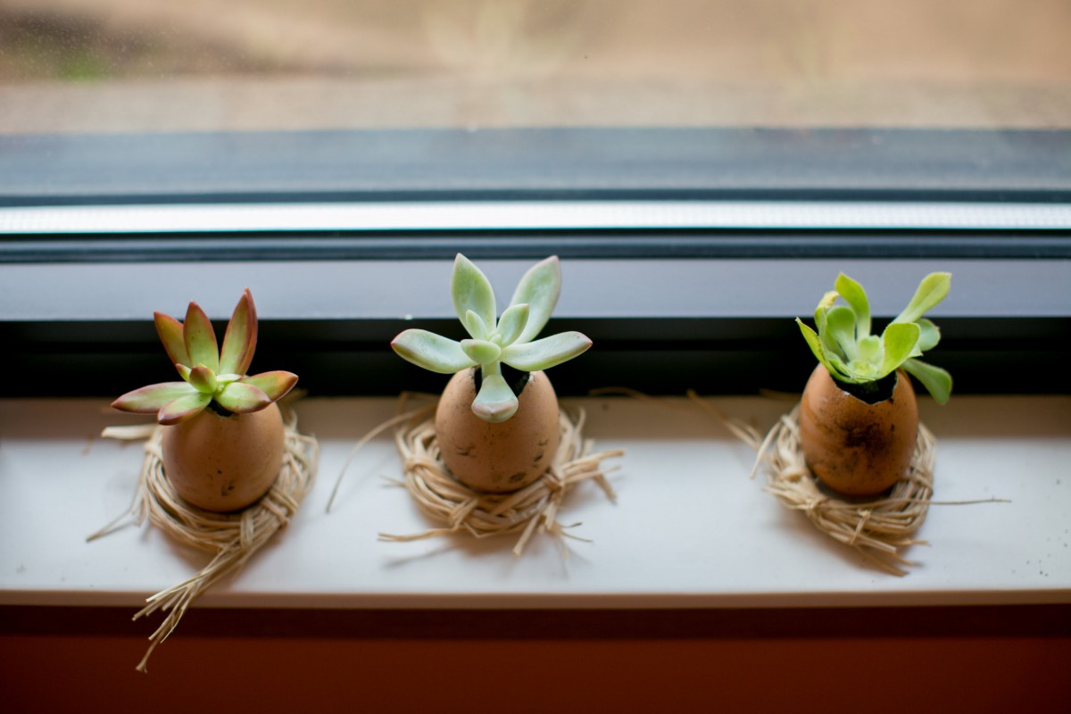 Succulents in egg-shaped pots displayed on a window sill.