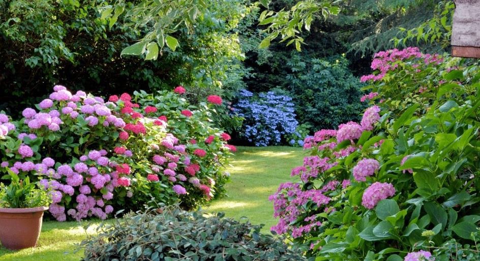A lush garden filled with vibrant hydrangeas and greenery.