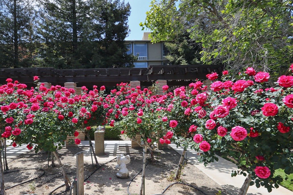 A vibrant garden filled with blooming red roses under a sunny sky.