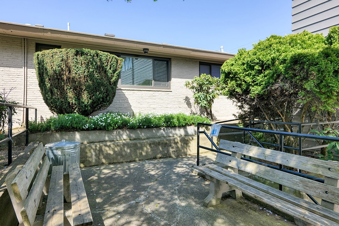 A sunny outdoor area with a bench, surrounded by bushes and a building.