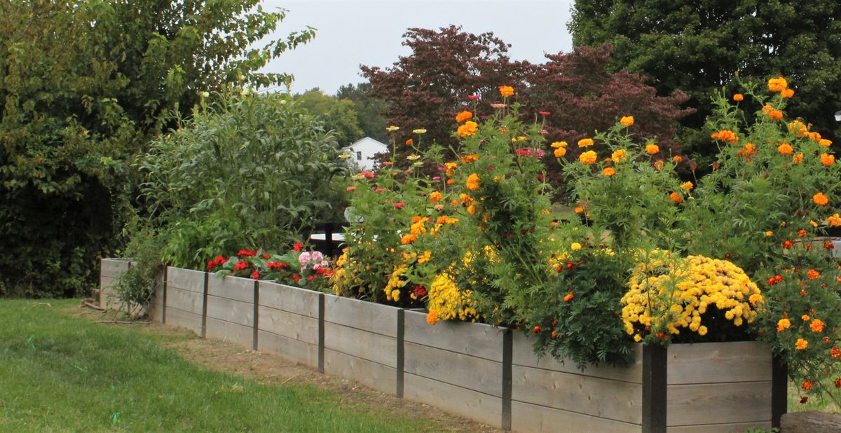 A vibrant garden with various colorful flowers growing in a raised bed.