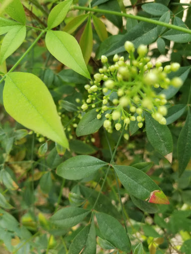 A close-up of green leaves and buds, showcasing the beauty of nature in bloom.