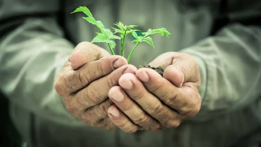 Nurturing new life: hands cradle a young plant, symbolizing growth and care for the environment.