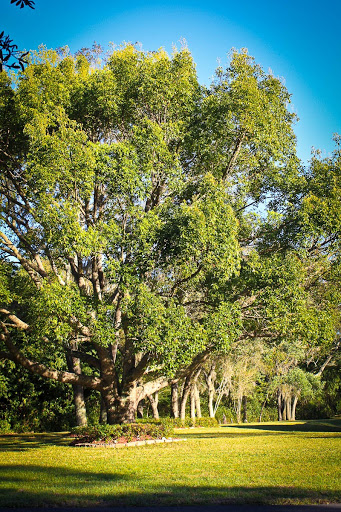A lush green tree stands majestically under a clear blue sky, showcasing the beauty of nature.