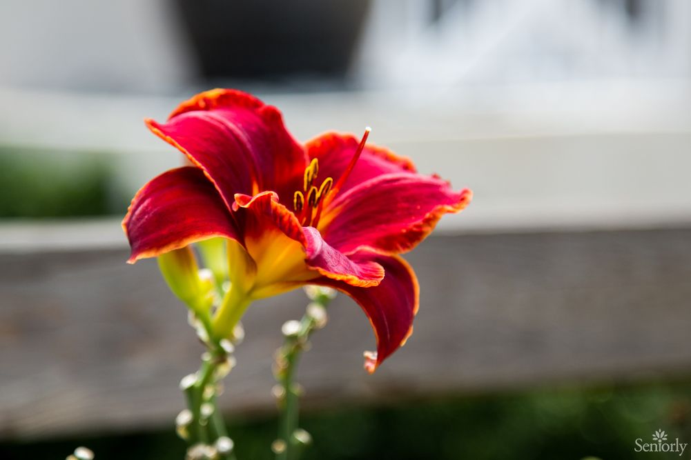 A vibrant red lily in full bloom against a blurred background.