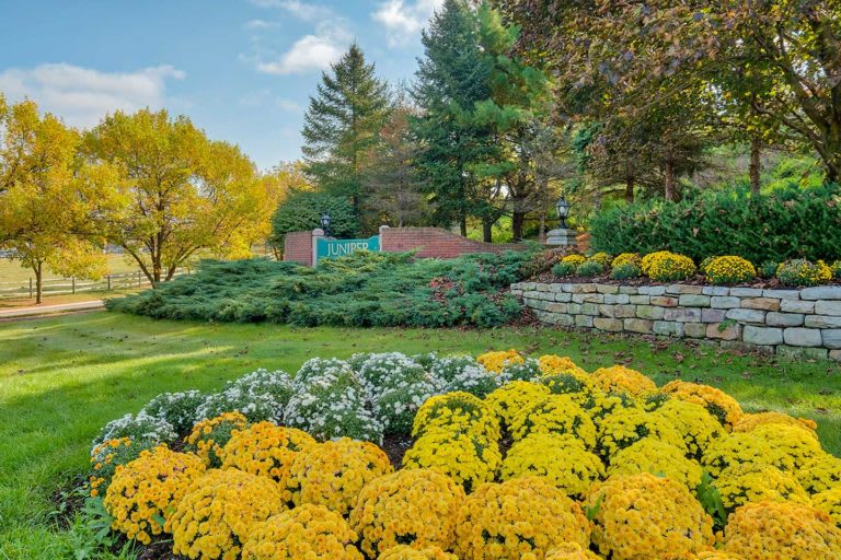 A beautifully landscaped garden with vibrant yellow and white flowers, lush greenery, and tall trees under a clear blue sky.