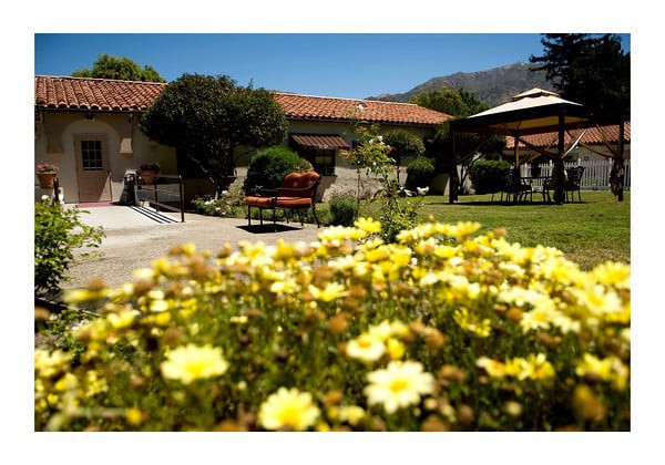 A sunny day in a garden with blooming yellow flowers and a rustic building in the background.