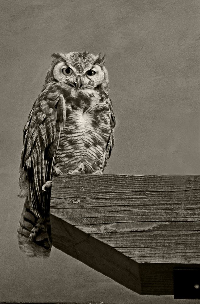 An owl perched on a wooden beam, observing its surroundings.