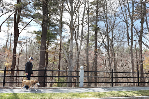 A person walking their dog along a path surrounded by trees.