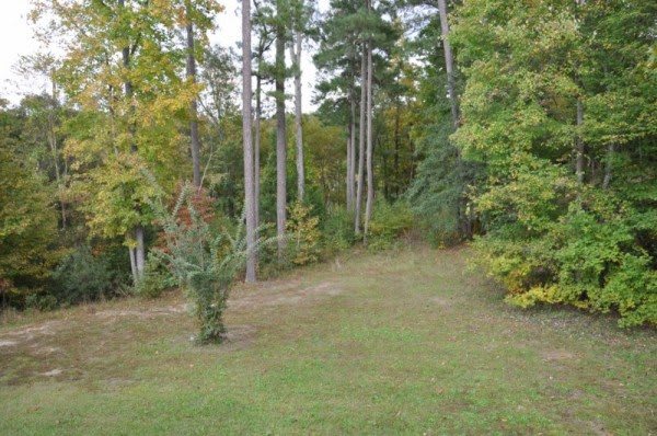 A serene view of a grassy area surrounded by tall trees in a forest setting.