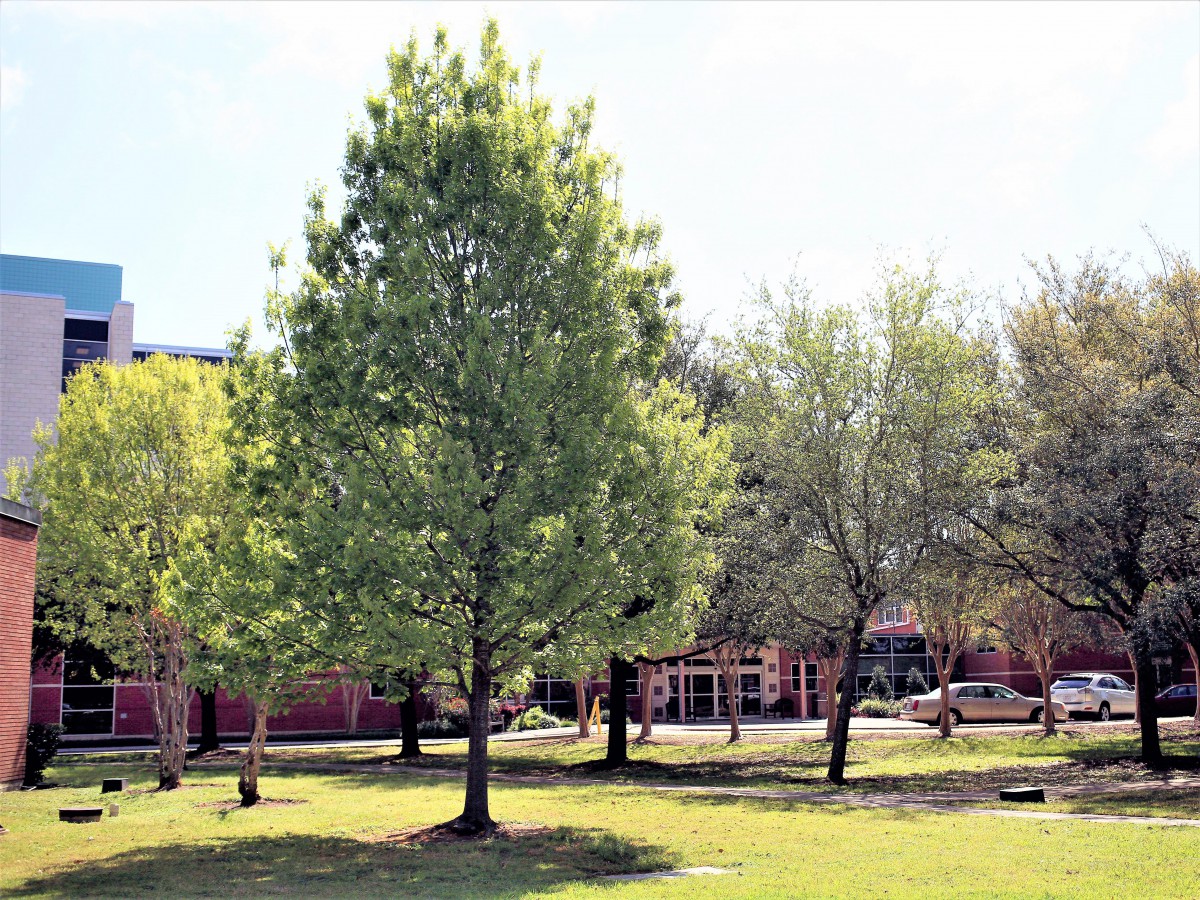 St. Dominic Village