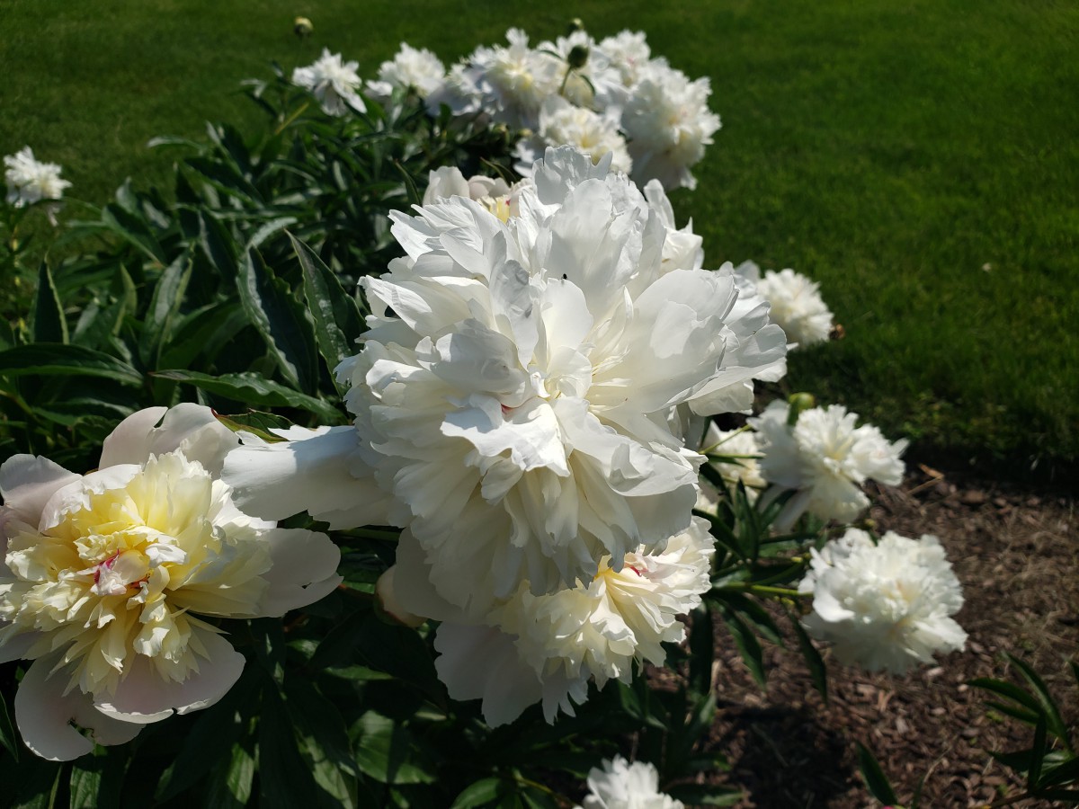 A cluster of white peonies blooming in a garden.