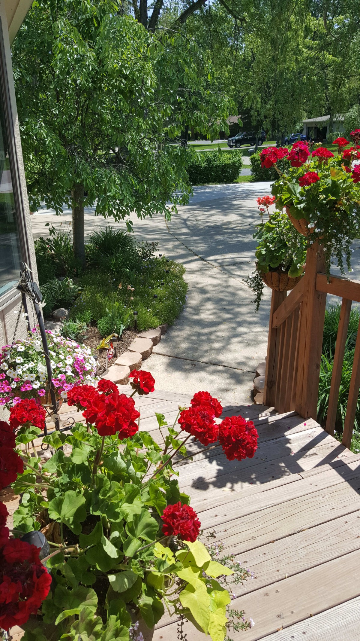 A vibrant garden pathway lined with red and pink flowers.