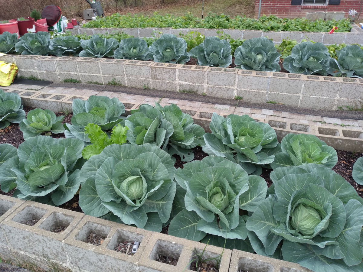 A lush vegetable garden with cabbages growing in raised concrete beds.