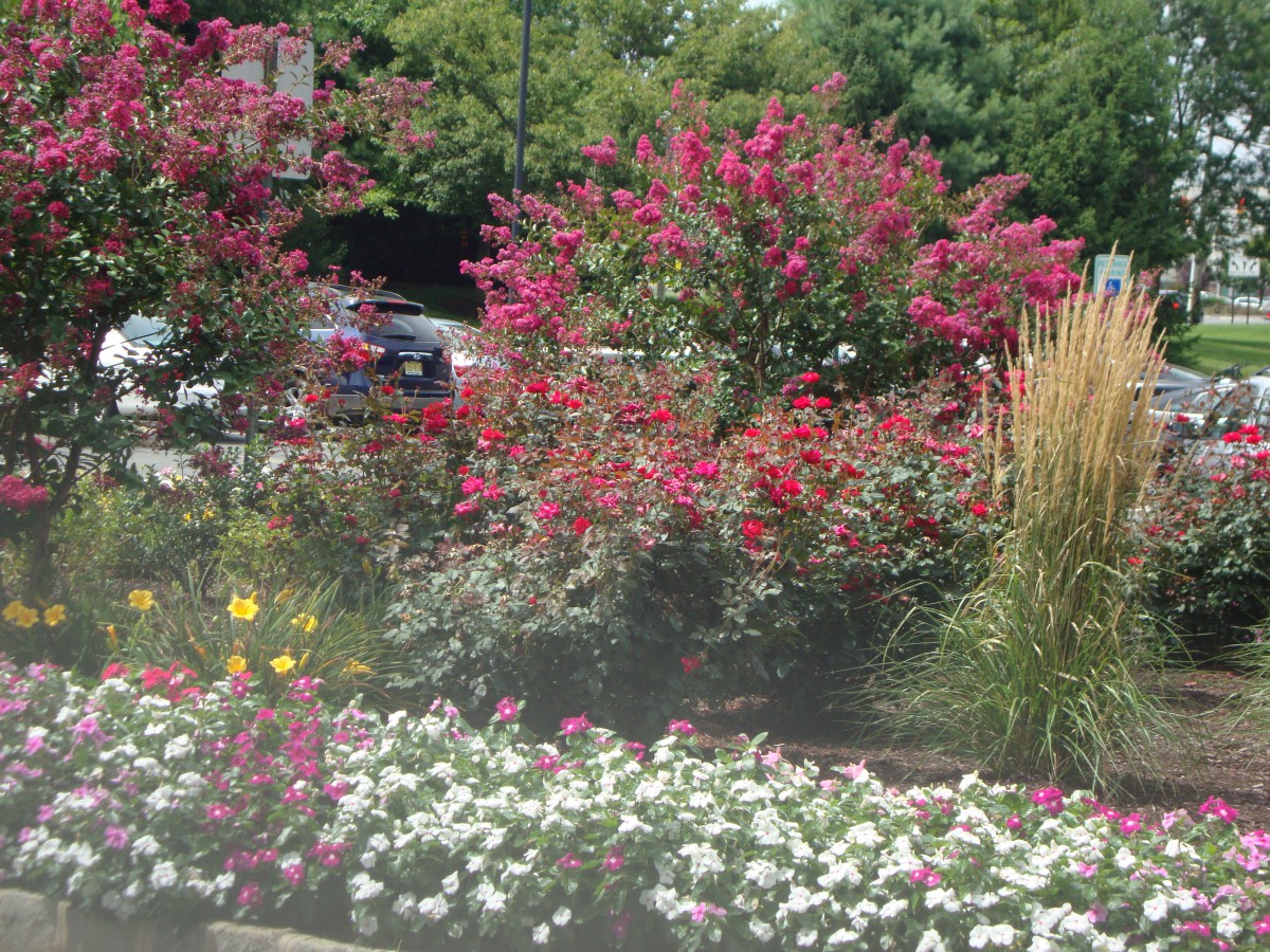 A vibrant garden filled with blooming flowers and lush shrubs.