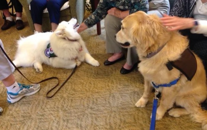 Two therapy dogs interacting indoors with people around them.