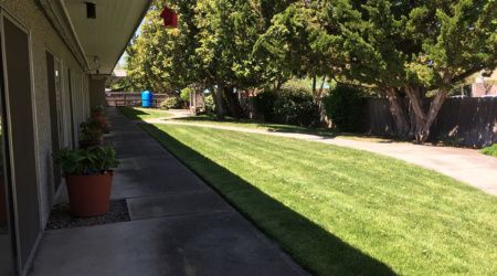 A neatly maintained lawn with a pathway and trees lining the side.