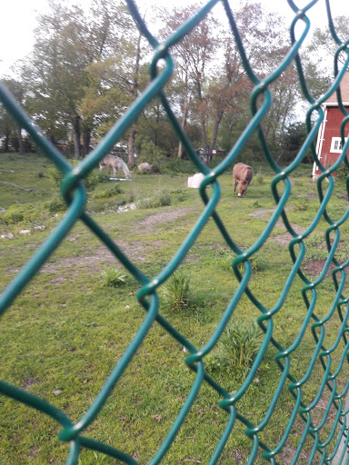 A view of a grassy field through a green chain-link fence.