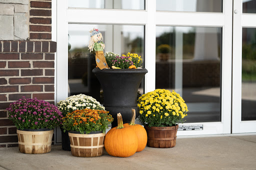 A charming autumn display featuring vibrant chrysanthemums and pumpkins at the entrance.