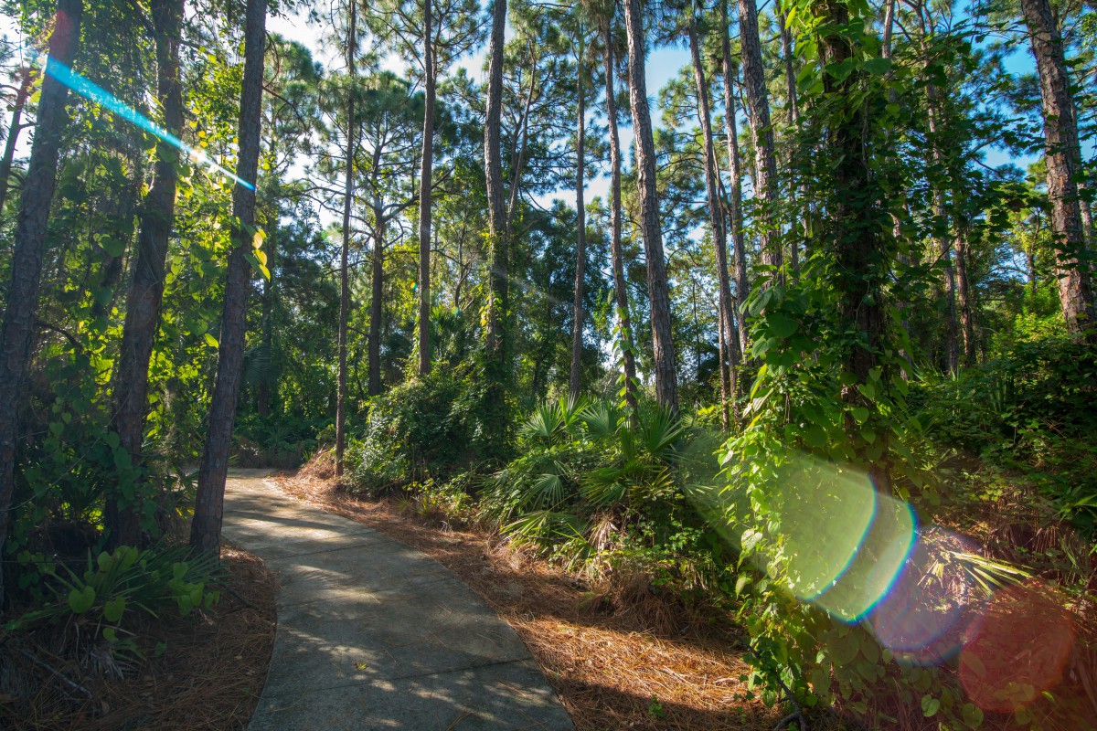 A serene forest path bathed in sunlight.