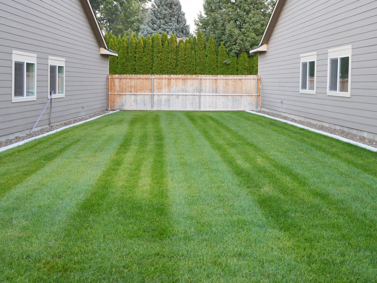 A neatly manicured backyard lawn between two houses.