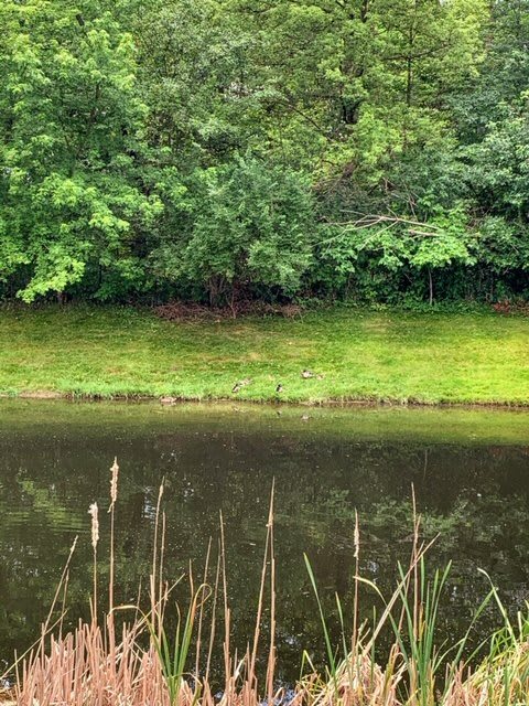 A peaceful pond surrounded by lush greenery and trees.