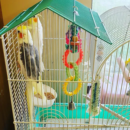 A cozy birdcage featuring a cockatiel and colorful toys.