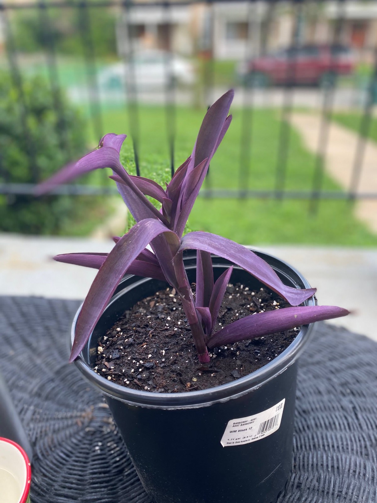 A vibrant potted plant with striking purple leaves set outdoors.