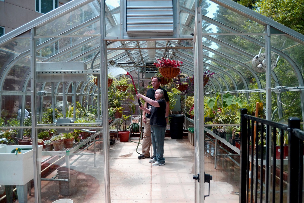 Two people tending to plants inside a greenhouse.