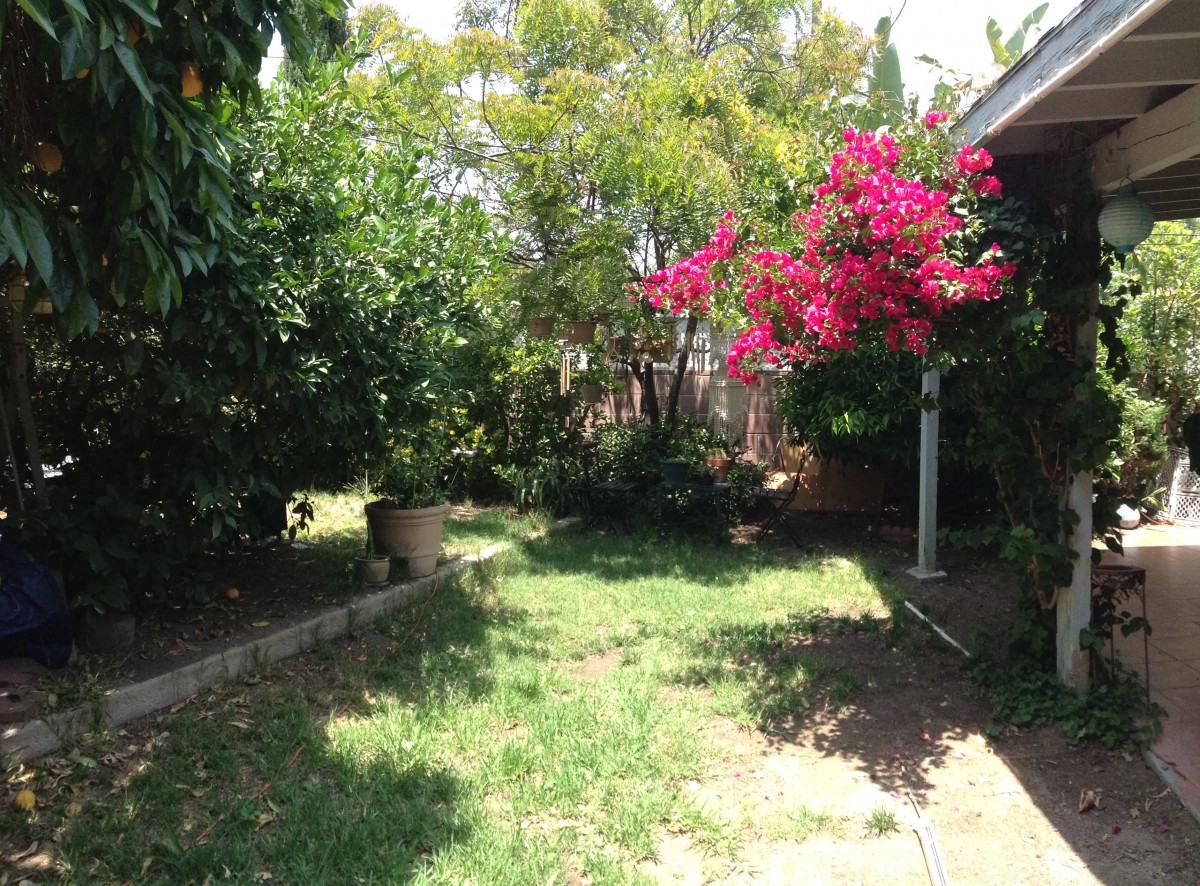 A sunny garden with lush greenery and vibrant pink flowers.